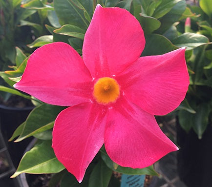 Mandevilla - ALOHA PINK PERFECTION - Rocktrumpet