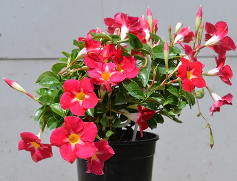 Mandevilla - ALOHA PINK STAR - Rocktrumpet