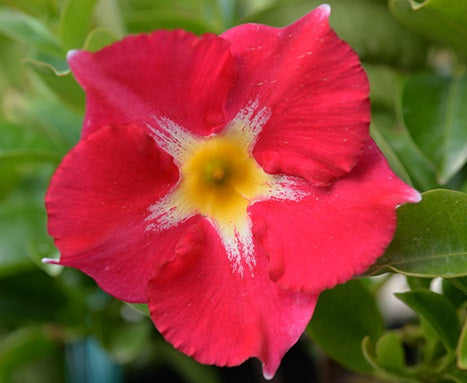 Mandevilla - ALOHA PINK STAR - Rocktrumpet