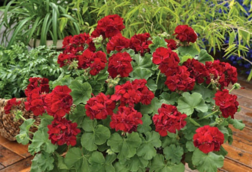 Pelargonium peltatum x zonale - Calliope® LARGE BURGUNDY - Geranium