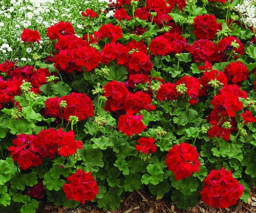 Pelargonium peltatum x zonale - BIG RED - Geranium