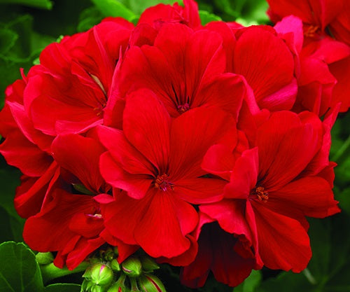 Pelargonium peltatum x zonale - BIG RED - Geranium