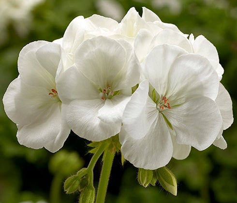 Pelargonium peltatum x zonale - Calliope® LARGE WHITE - Geranium