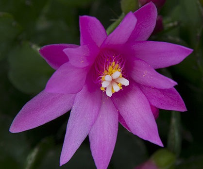 Rhipsalidopsis gaertneri - OTTAWA SPIRIT - Whitsun Cactus
