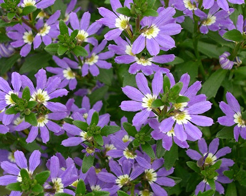 Scaevola aemula - AUSSIE CRAWL - Fairy Fan-Flower