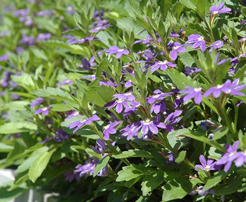 Scaevola aemula - AUSSIE SALUTE - Fairy Fan-Flower