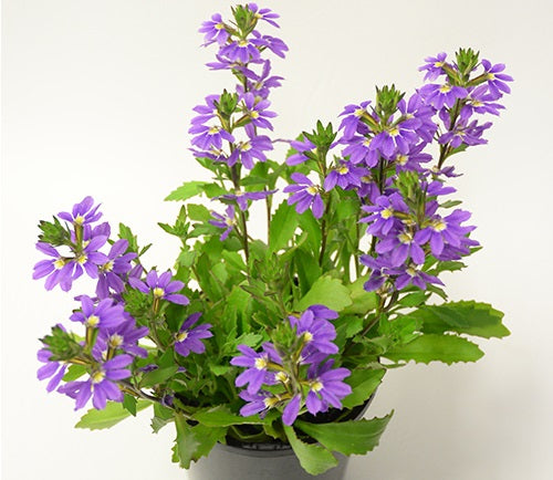 Scaevola aemula - AUSSIE SALUTE - Fairy Fan-Flower