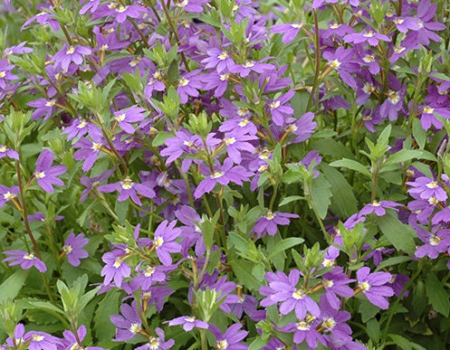 Scaevola aemula - AUSSIE SALUTE - Fairy Fan-Flower