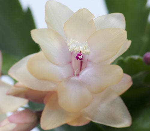 Schlumbergera - OUTONO - Zygocactus