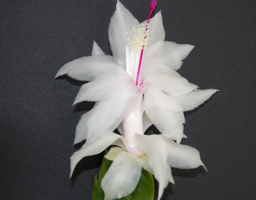 Schlumbergera - SALVADOR - Zygocactus