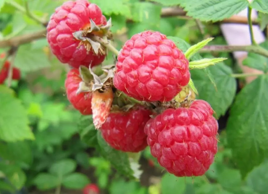 Rubus idaeus - HERITAGE - Primocane Raspberry