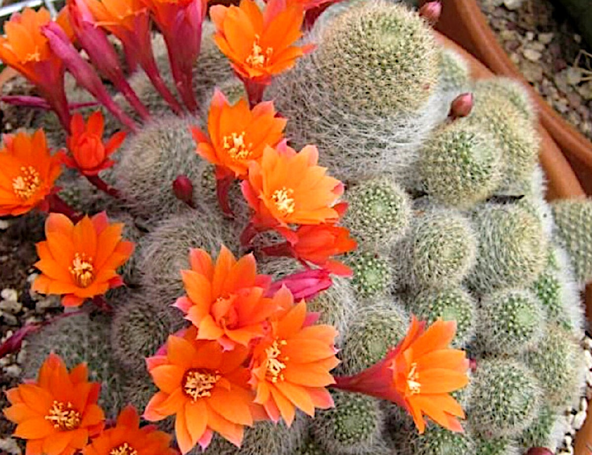 Aylostera pulvinosa - ORANGE - Alpine Cactus