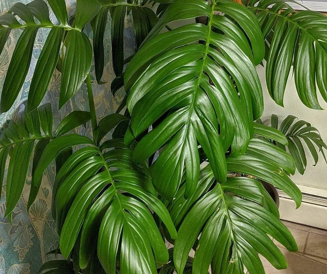 Rhaphidophora decursiva - Dragons Tail