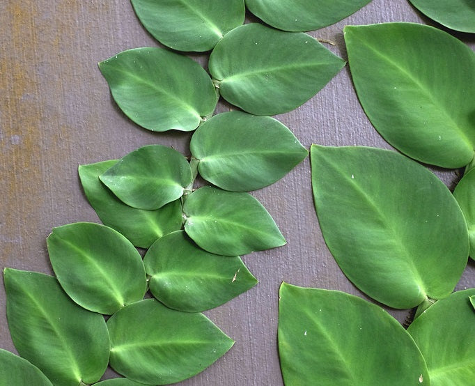 Rhaphidophora hayi - Shingle Plant