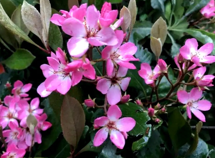 Rhaphiolepis indica - RAJAH - Dwarf Pink Indian Hawthorn