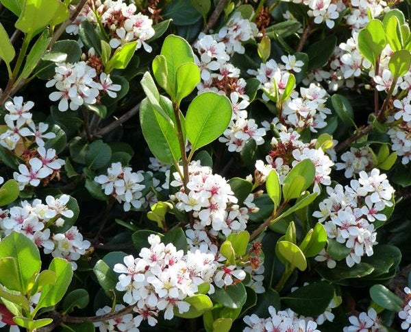 Rhaphiolepis indica - ALBA - White Indian Hawthorn