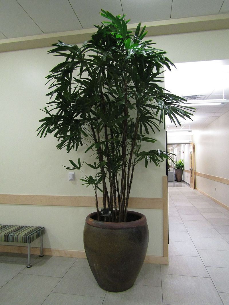 Rhapis excelsa - Lady Palm