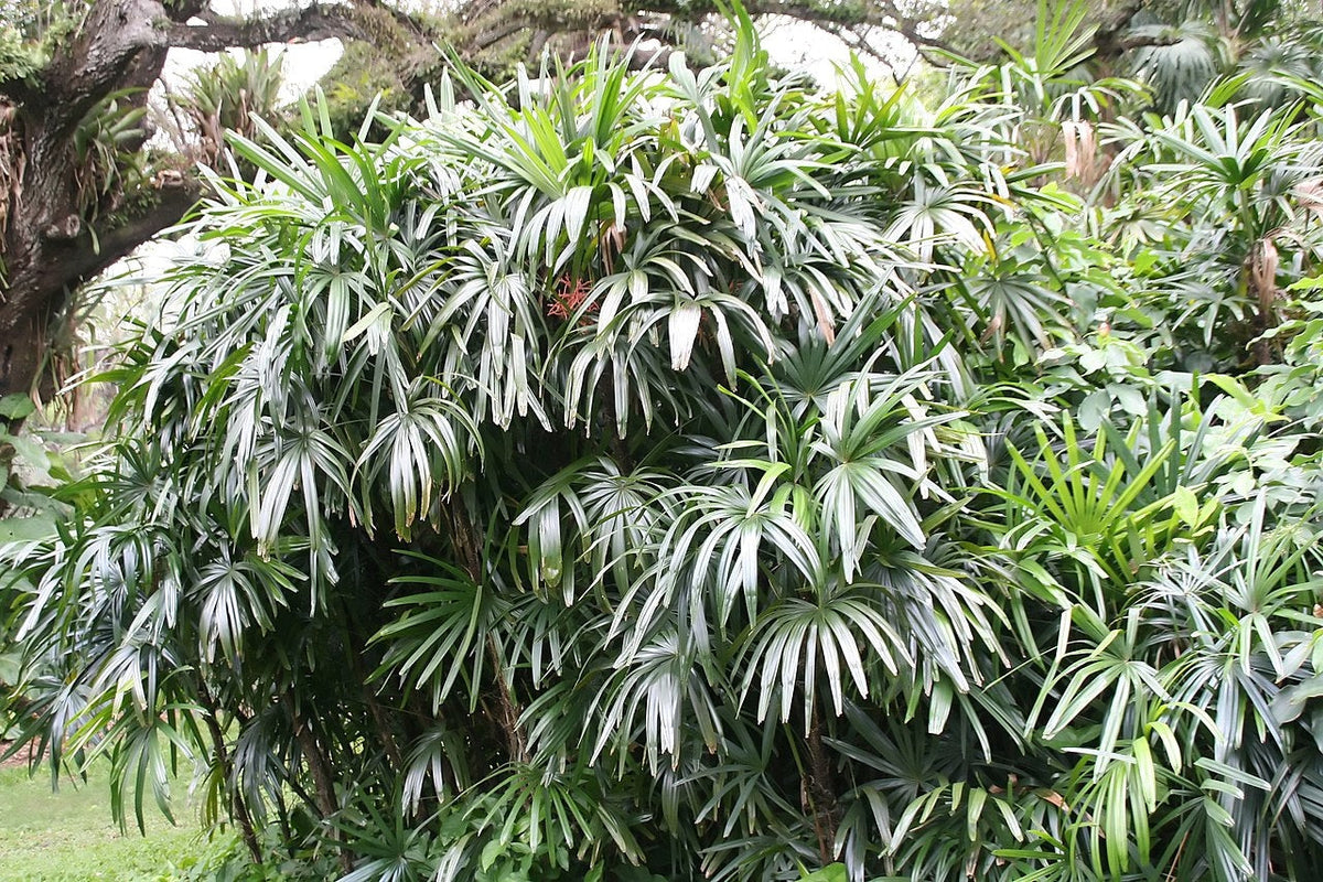 Rhapis excelsa - Lady Palm