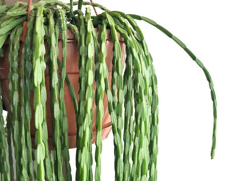 Rhipsalis paradoxa - Chain Cactus