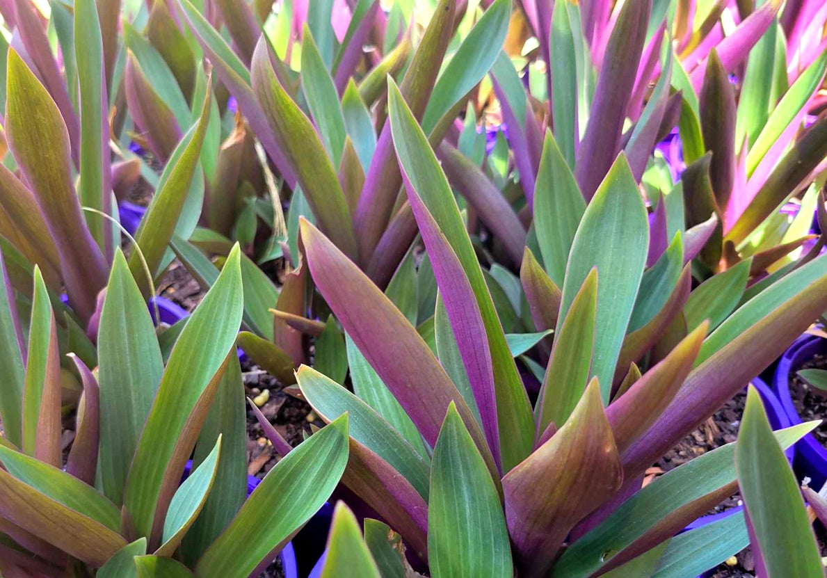Tradescantia spathacea - Dwarf Rhoeo