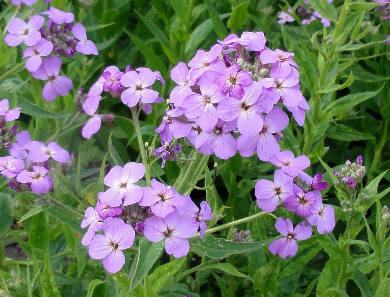 Rocket Sweet - Hesperis matronalis