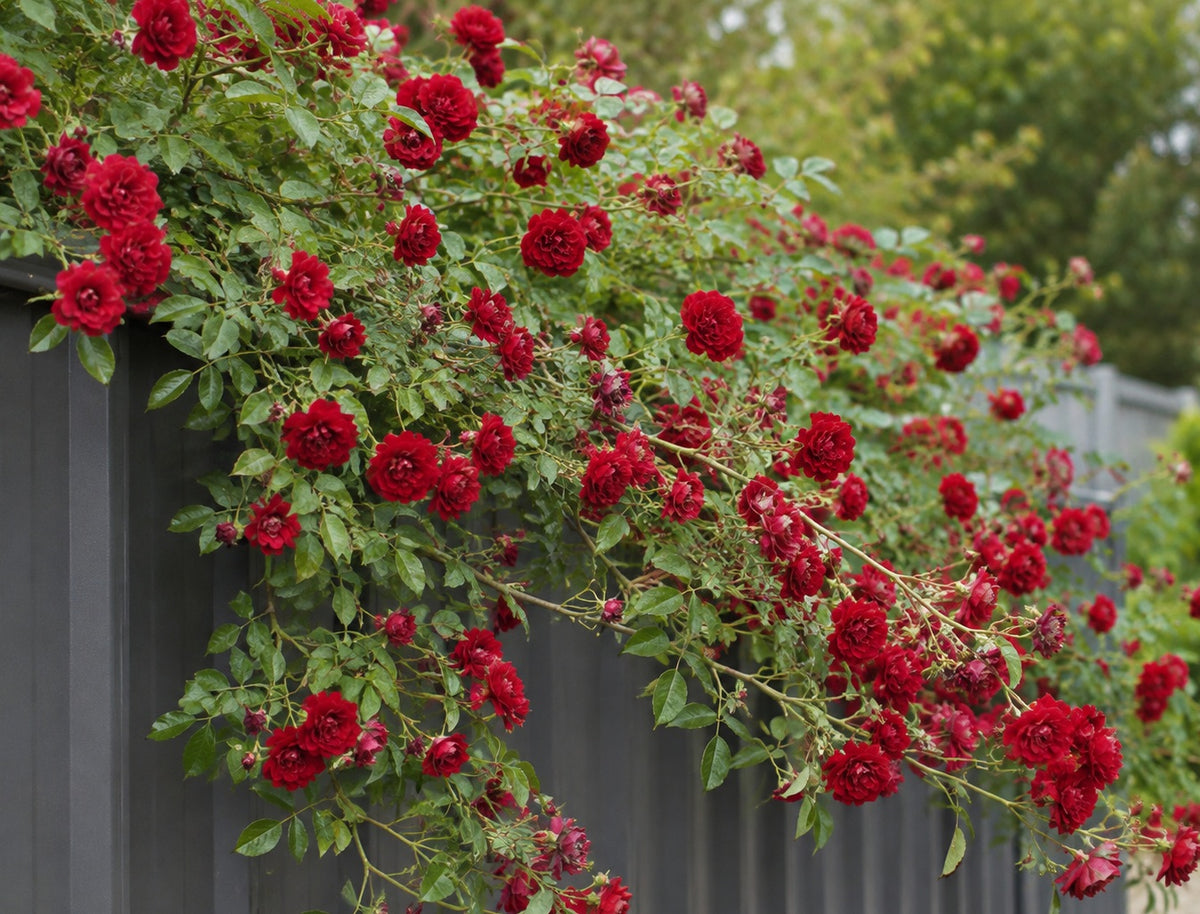 Rose - RED CASCADE