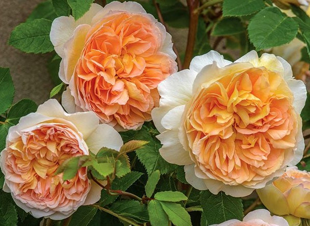 Rose - GRAZIANA