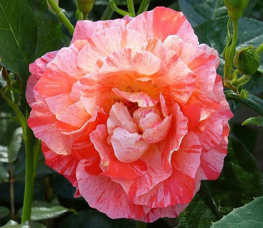 Rose - GRIMALDI