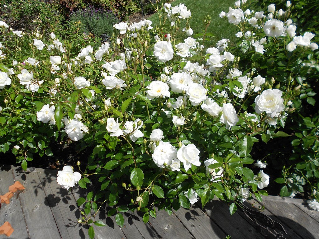 Rose - ICEBERG