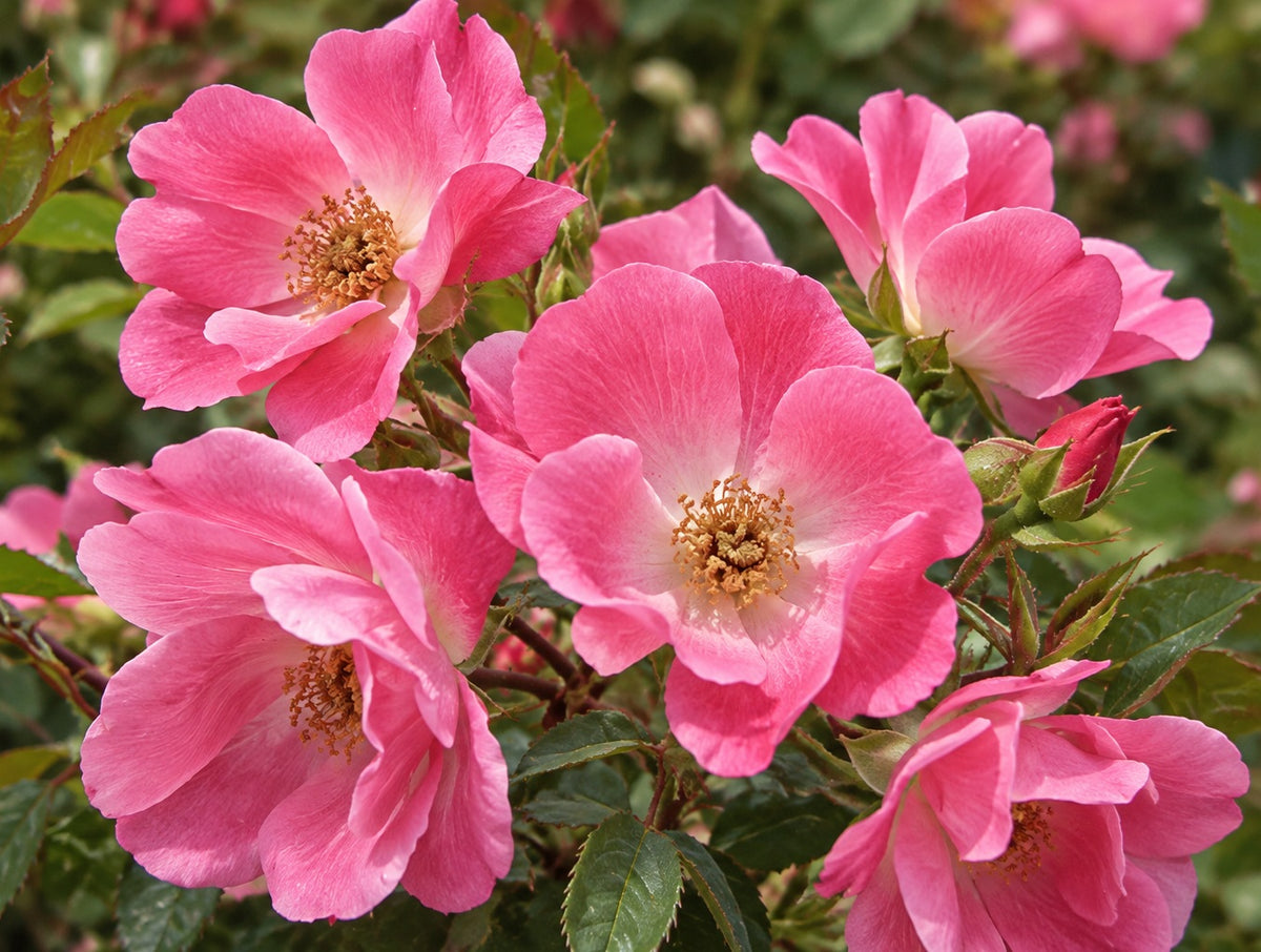 Rose - Knock Out® PINK