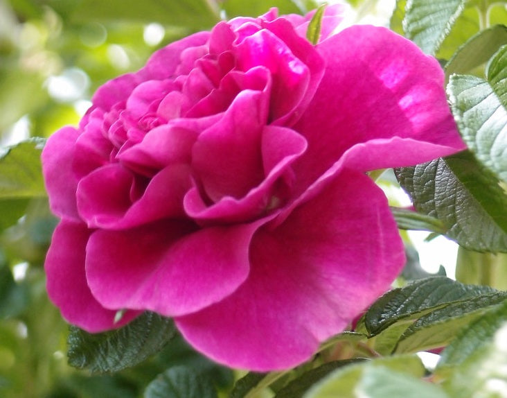 Rose - ROSERAIE DE LA HAY
