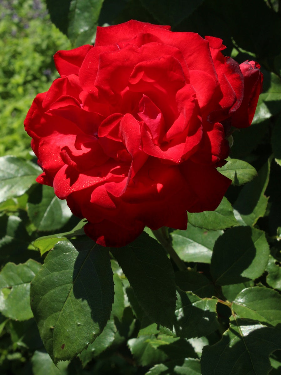 Rose - SATCHMO 2-Foot Standard