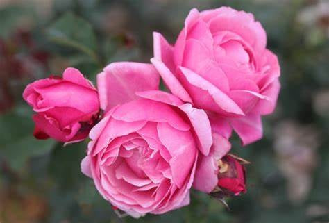 Rose - SOEUR EMMANUELLE