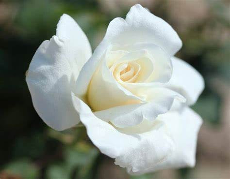 Rose - VIRGO