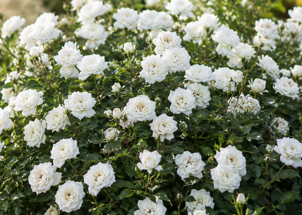 Rose - WHITE DRIFT®
