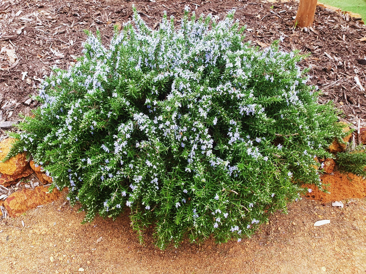 Rosemary - CORYMBIAN CASCADE - Salvia rosmarinus