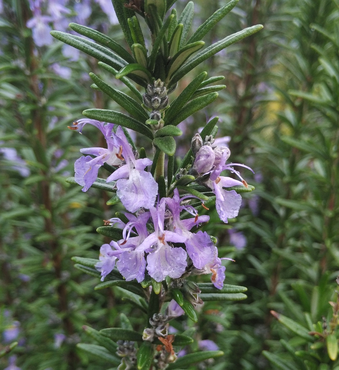 Rosemary - TUSCAN BLUE - Salvia rosmarinus