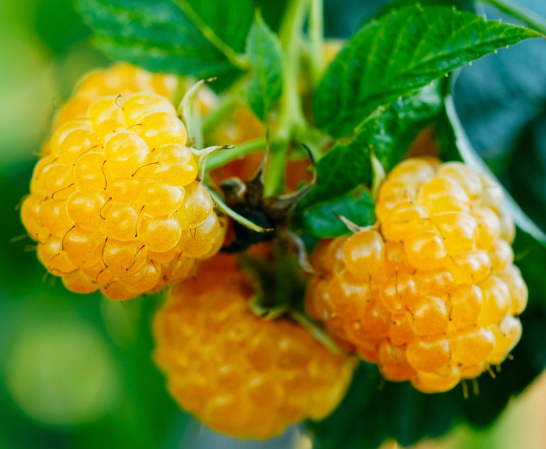 Rubus idaeus - YELLOW - Floricane Raspberry