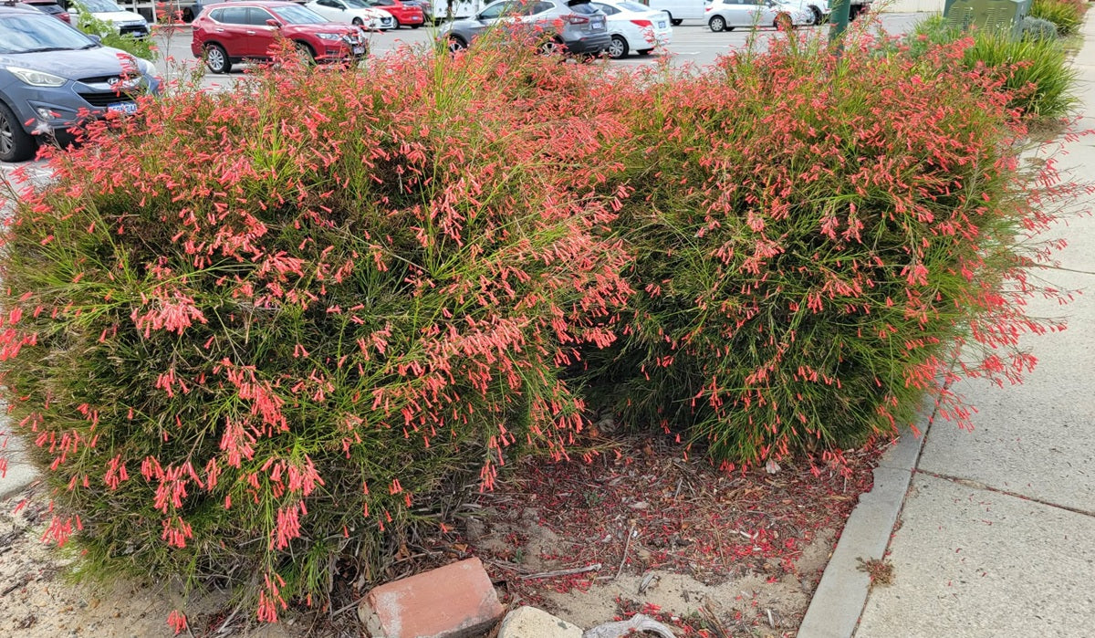 Russelia equisetiformis - RUBY FALLS - Coral Bush