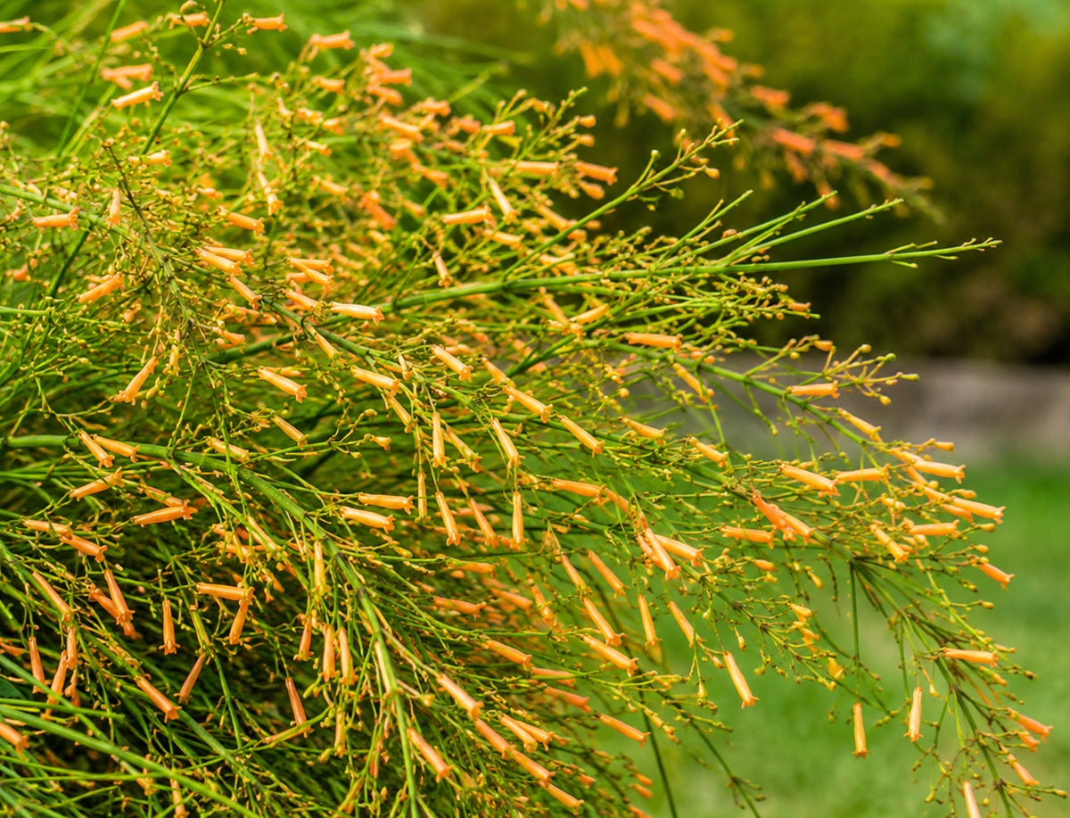Russelia equisetiformis - TANGERINE FALLS - Coral Bush