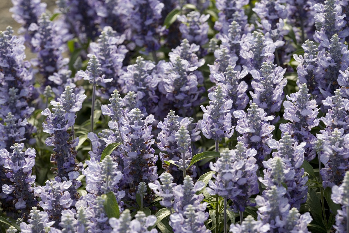 Salvia farinacea - Cathedral™ SKY BLUE - Mealycup Sage