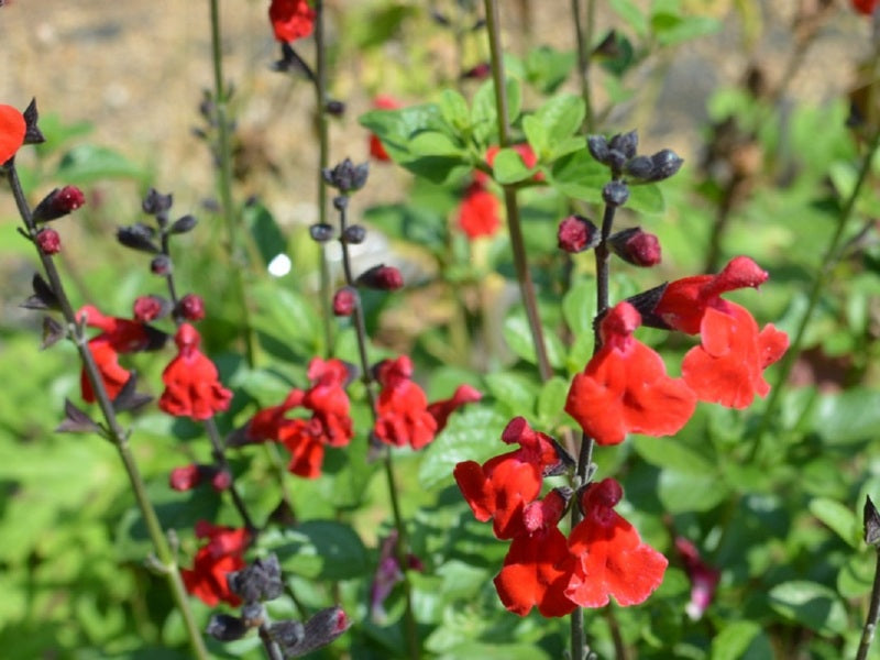 Salvia microphylla - HUNTINGTON RED - Baby Sage