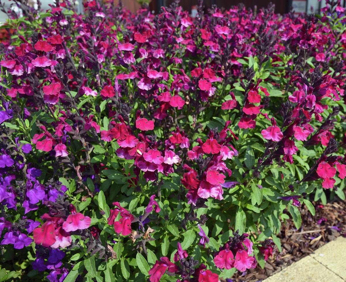 Salvia greggii - Mirage™ BURGUNDY - Autumn Sage
