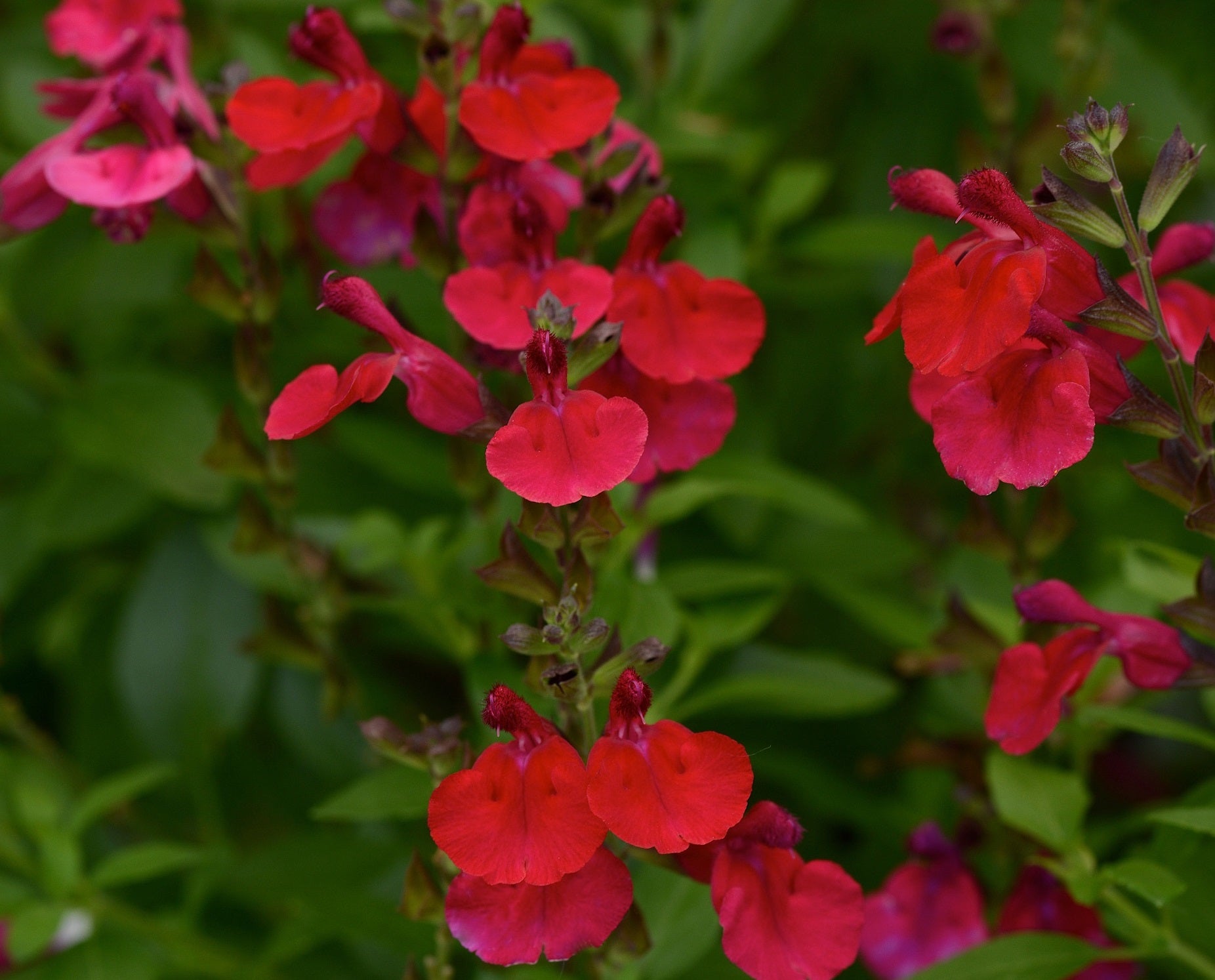 Salvia greggii - Mirage™ CHERRY RED - Autumn Sage
