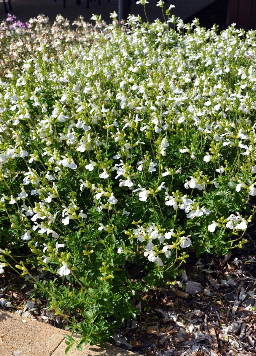 Salvia greggii - Mirage™ WHITE - Autumn Sage