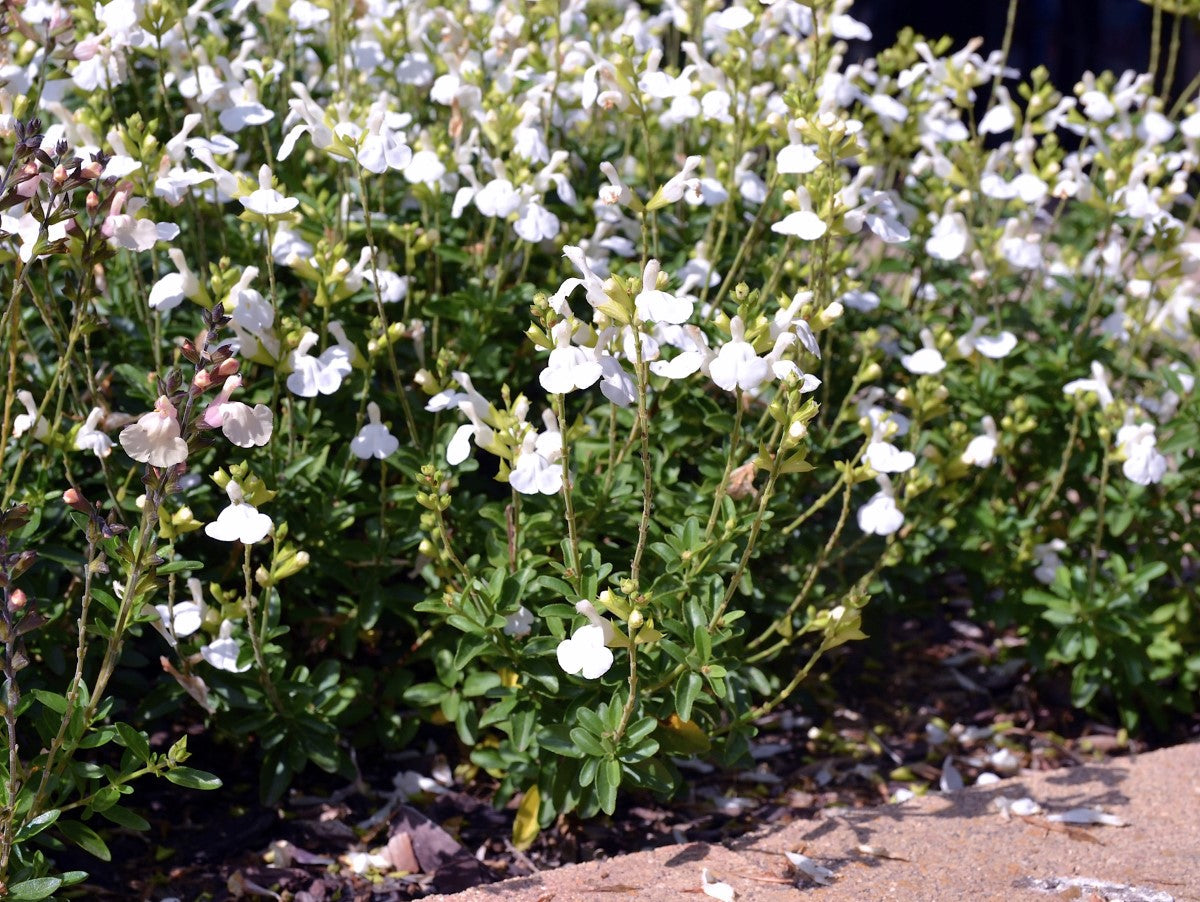 Salvia greggii - Mirage™ WHITE - Autumn Sage