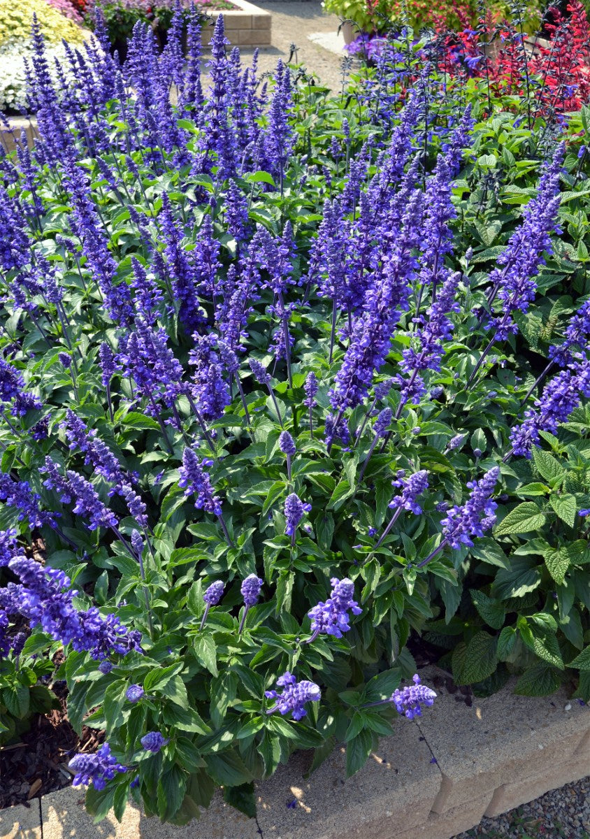 Salvia longispicata x farinacea - MYSTIC SPIRES - Sage