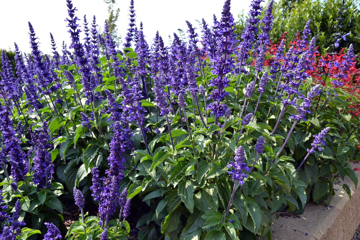 Salvia longispicata x farinacea - MYSTIC SPIRES - Sage