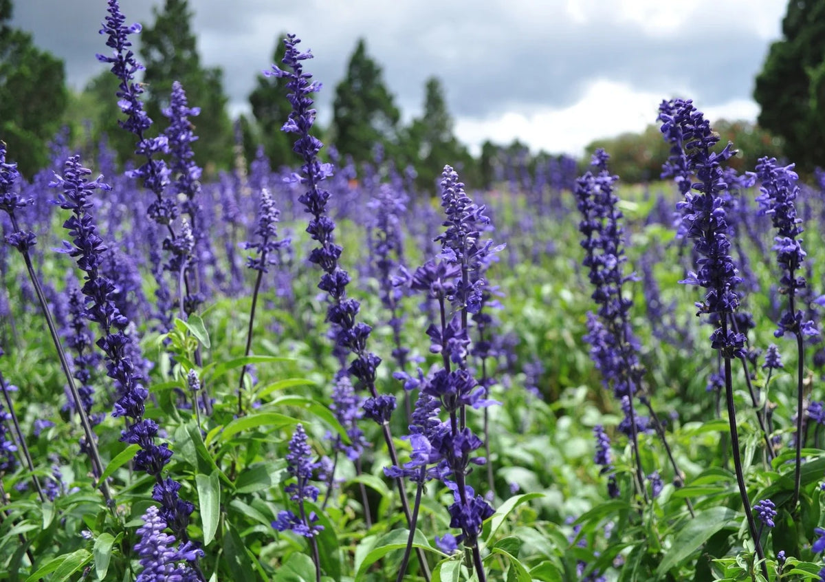 Salvia farinacea - VICTORIA BLUE - Mealycup Sage