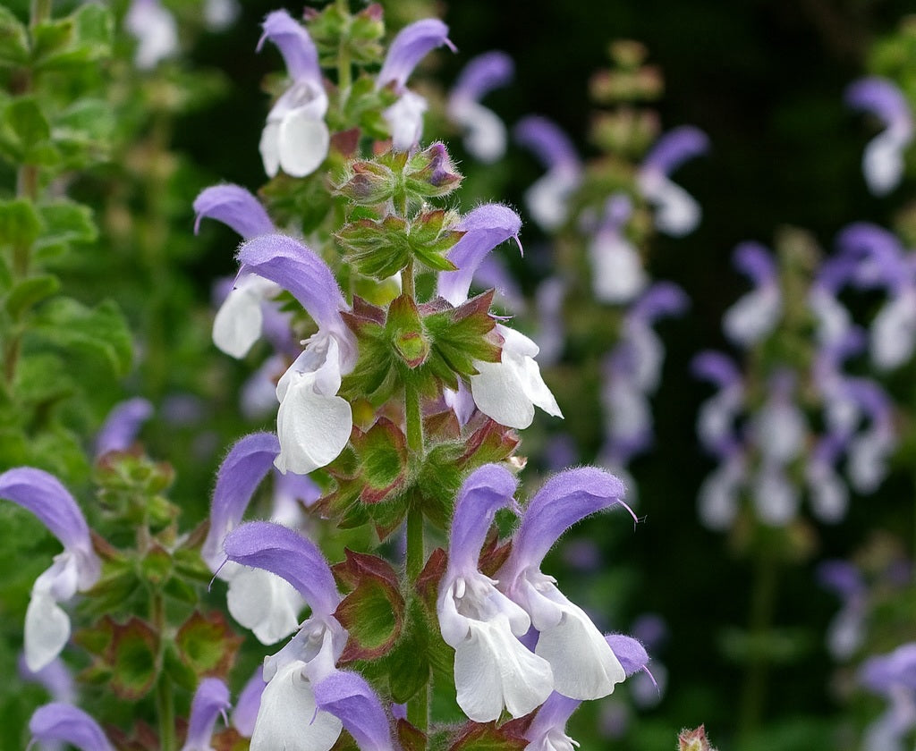 Salvia africana - Blue African Sage